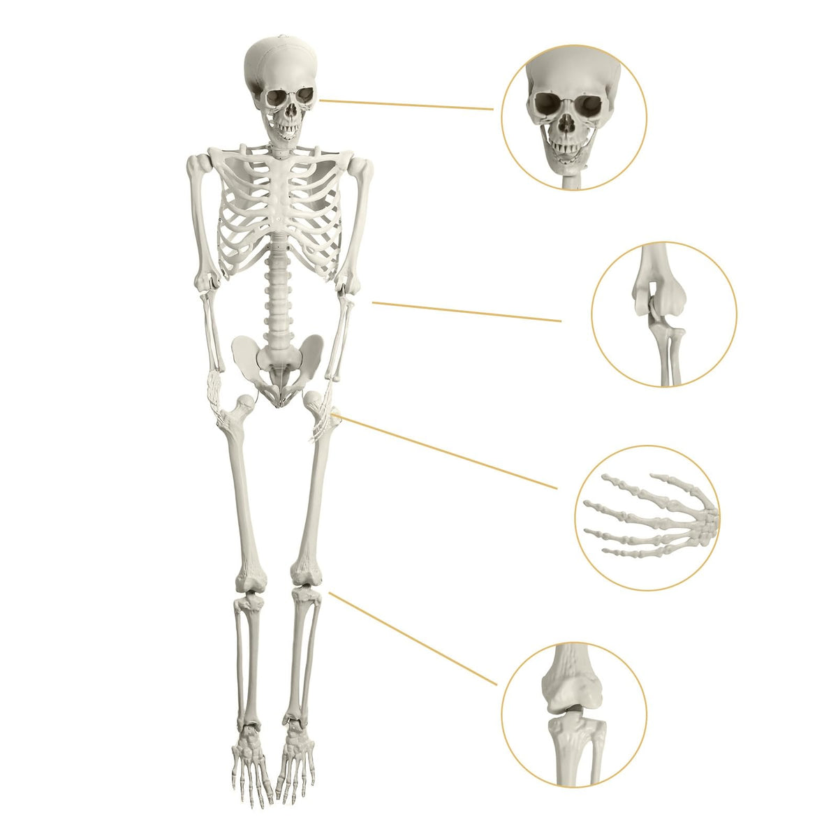 165cm Posable Full Body Skeleton K6099