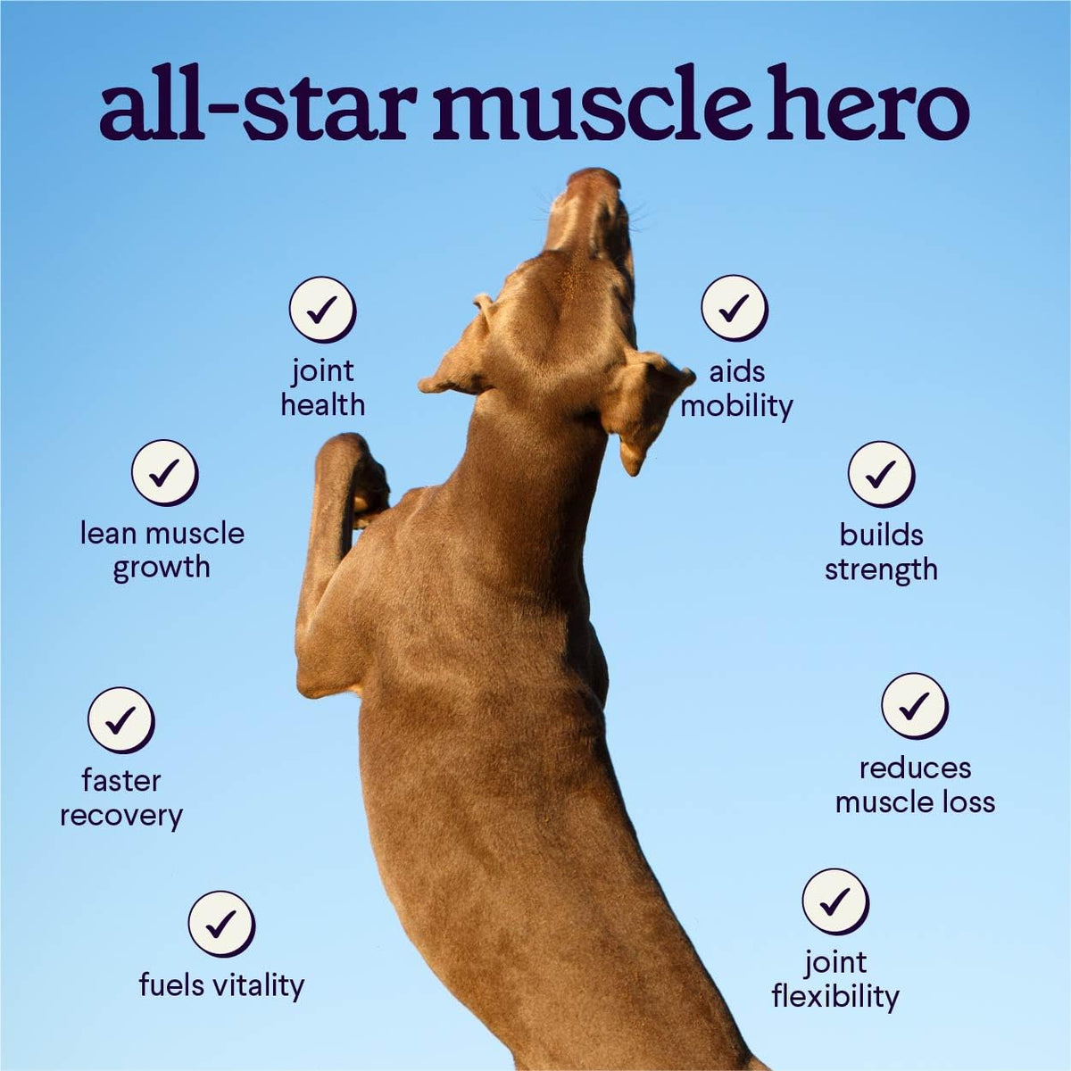 Dog Mobility & Strength Supplement 3.17 oz I29702