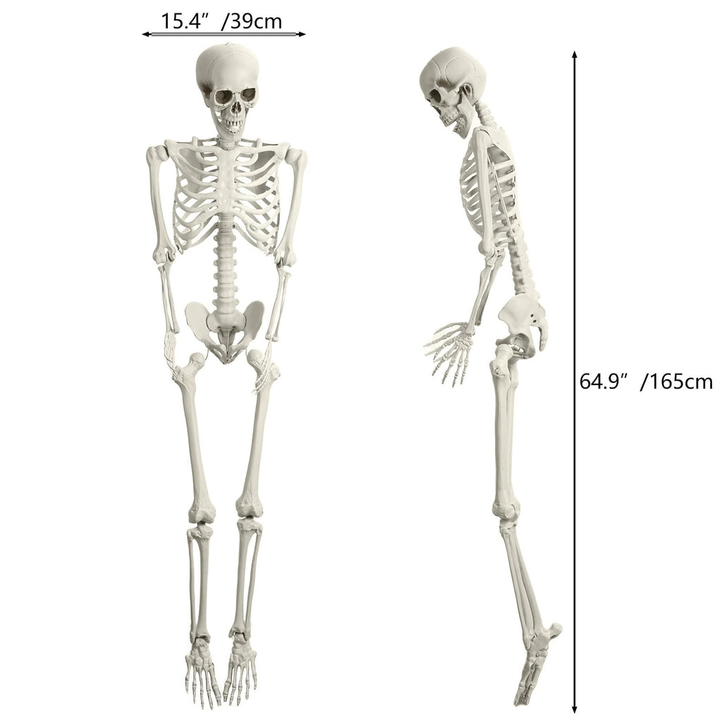 165cm Posable Full Body Skeleton K6099