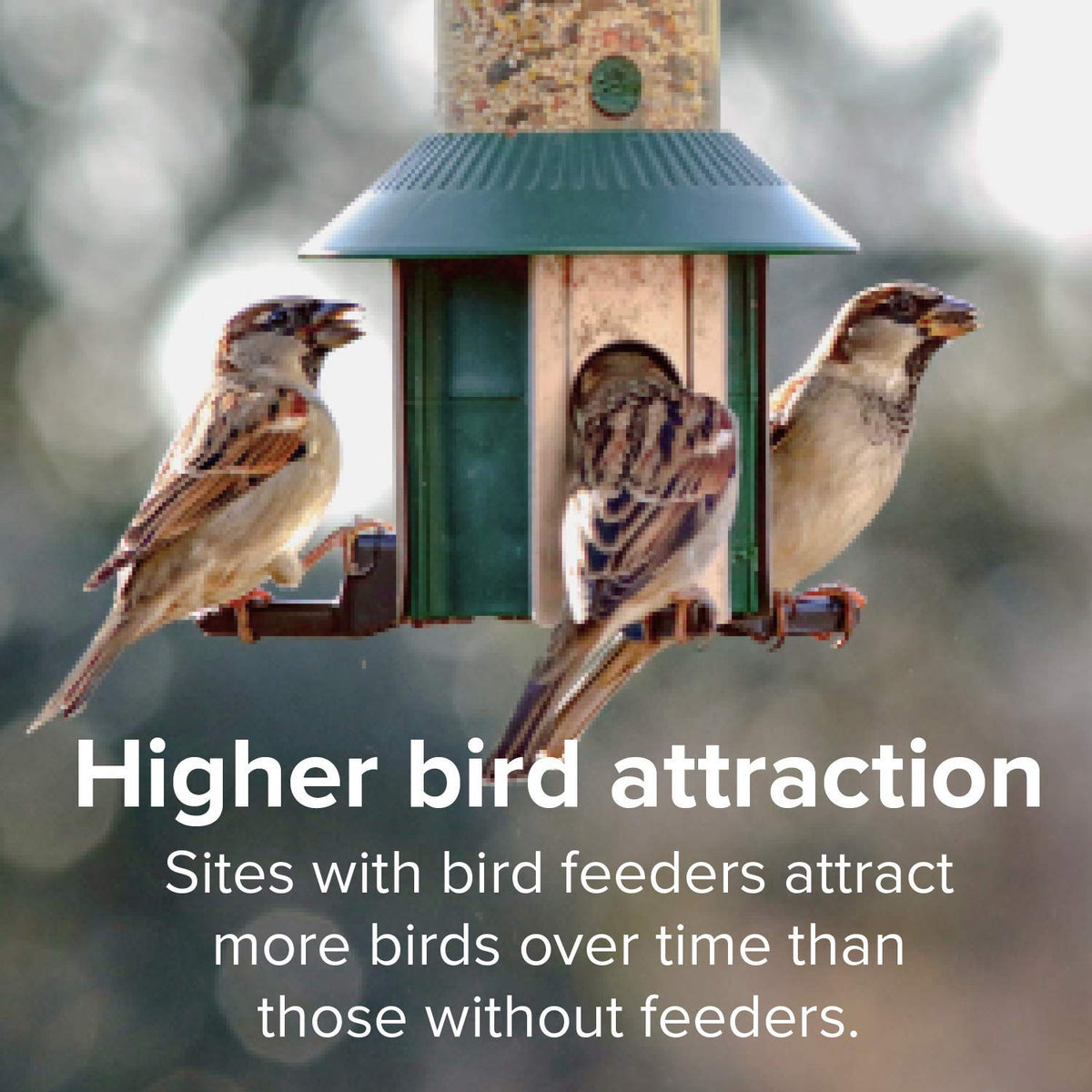 Finch Wild Bird Seed 20lb Bag N242873