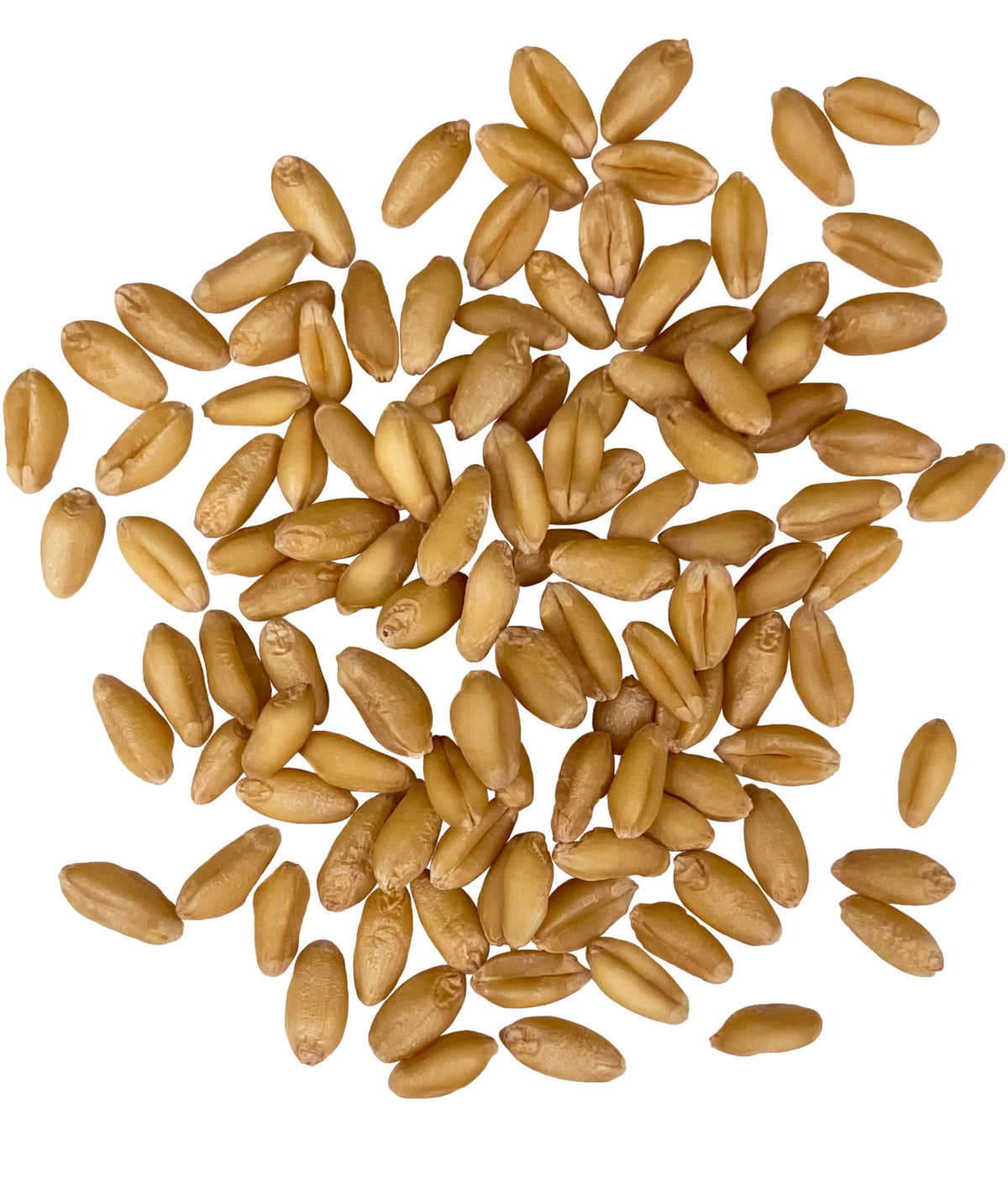 Soft White Wheat Berries 25 LBS Bulk Sproutable Non-GMO Kosher J283