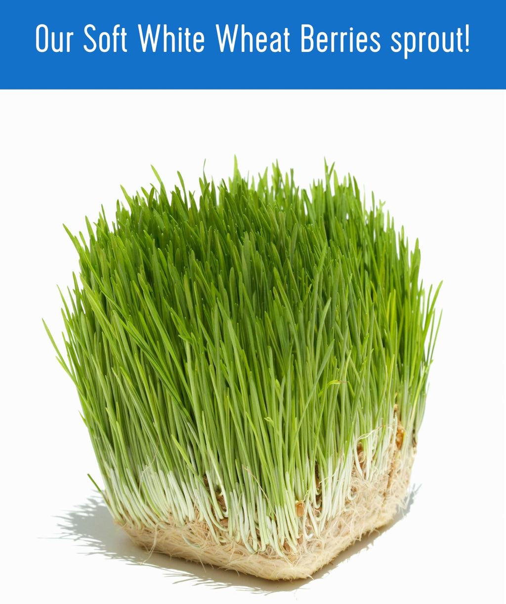 Soft White Wheat Berries 25 LBS Bulk Sproutable Non-GMO Kosher J283